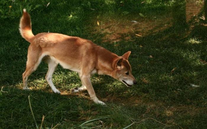 Новогвинейская поющая собака