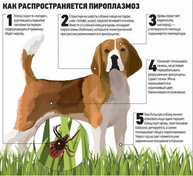 Пироплазмоз у собак
