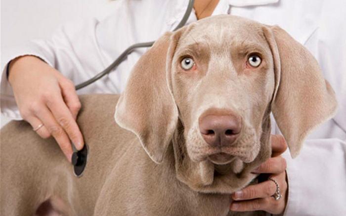 Как лечить гастрит у собаки