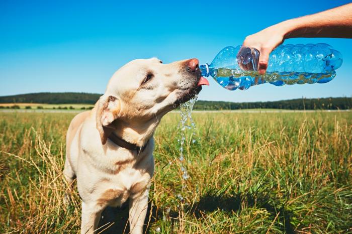 смочить водой губы собаки