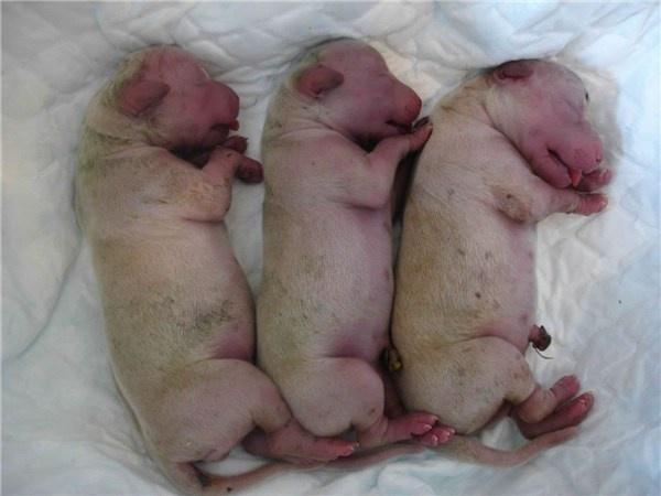Новорожденные щенки
