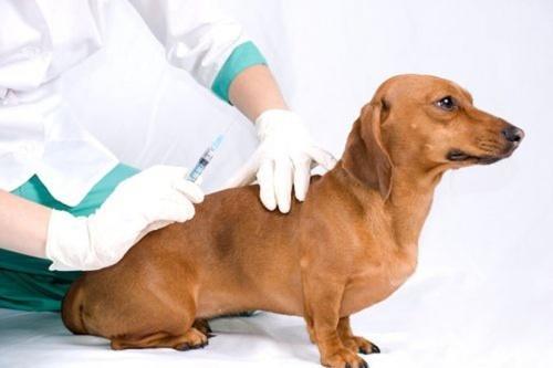 Собака у ветеринара на уколах