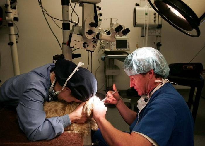 Операция у больной глаукомой собаки