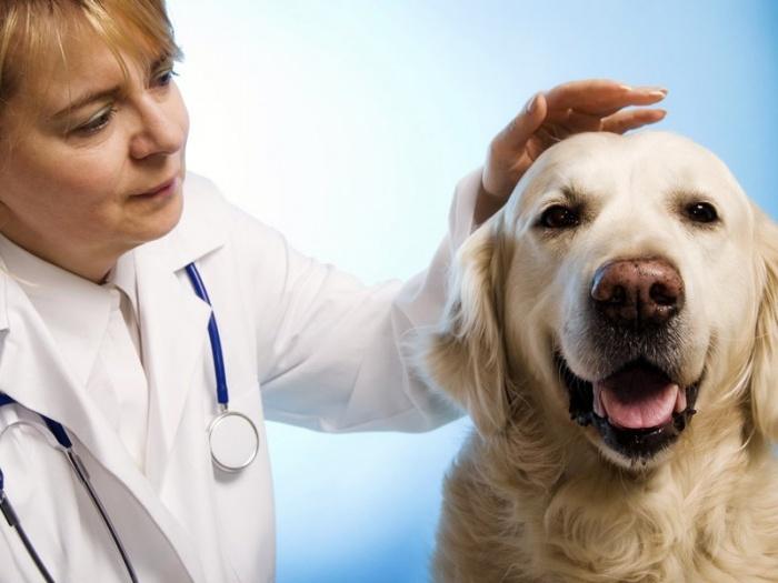 собака у врача