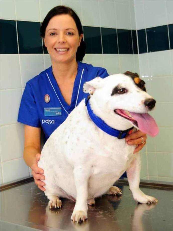 Толстая собака с врачом