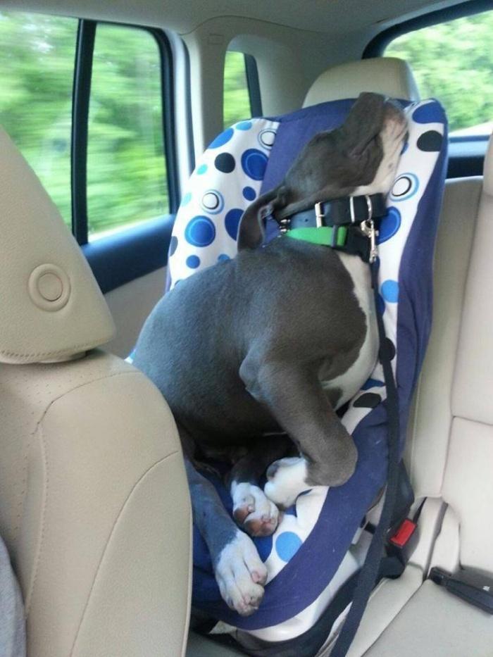 спящий пассажир
