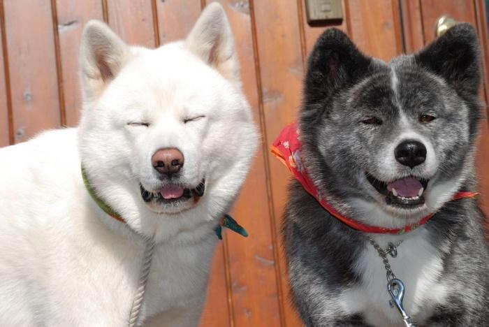 две веселые собаки