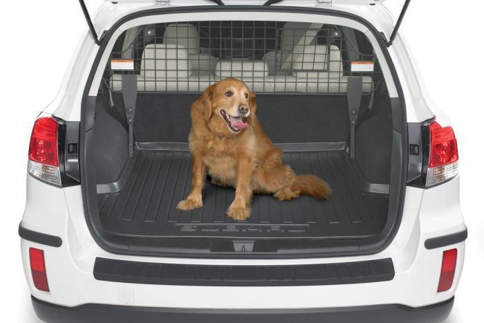 собака в багажнике