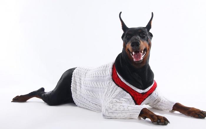 собака в свитере