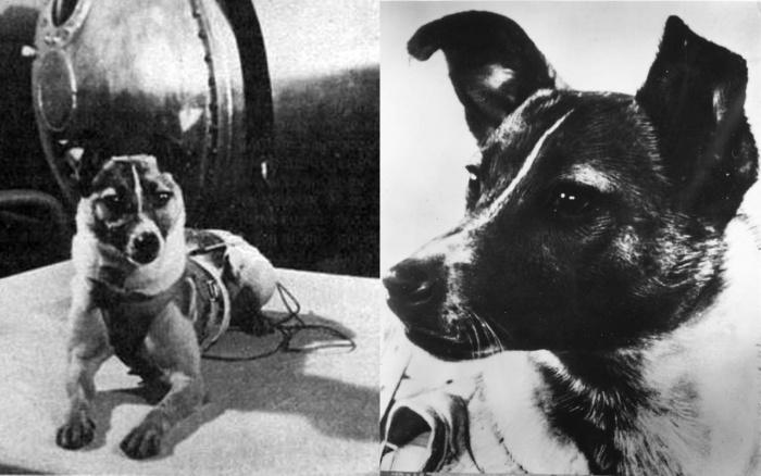 Лайка - первая собака-космонавт
