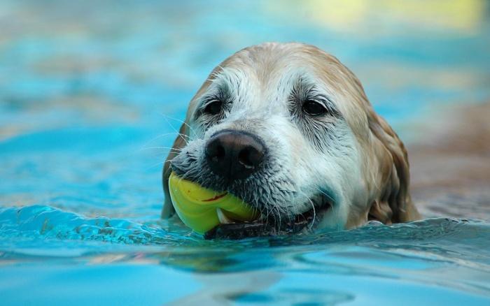 собака научилась плавать