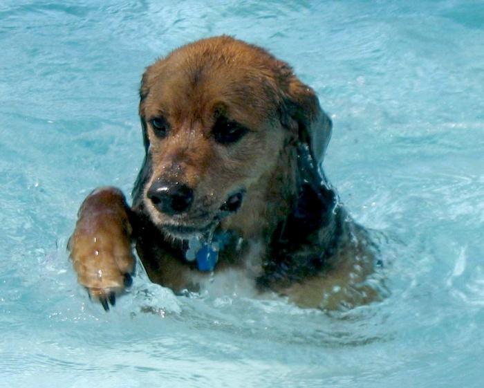 плавающая собака