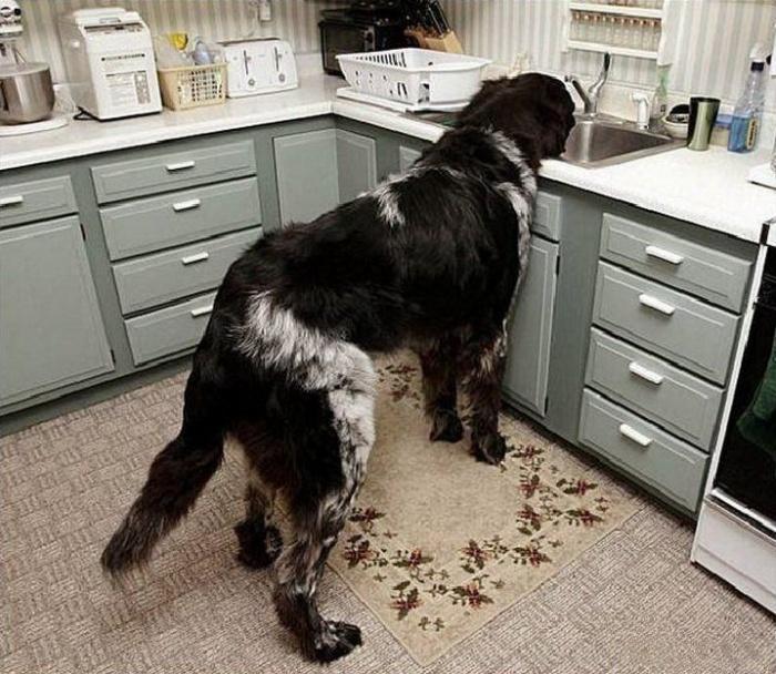 большая собака в маленькой кухне