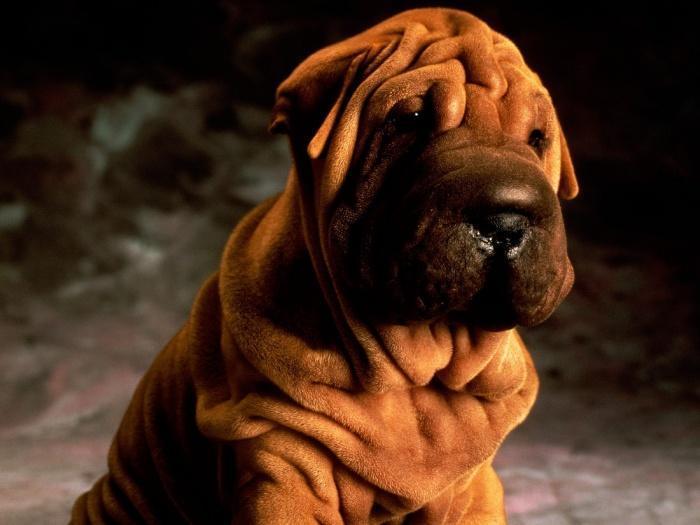 Выяснилось, что некоторые породы собак более склонны к развитию рака
