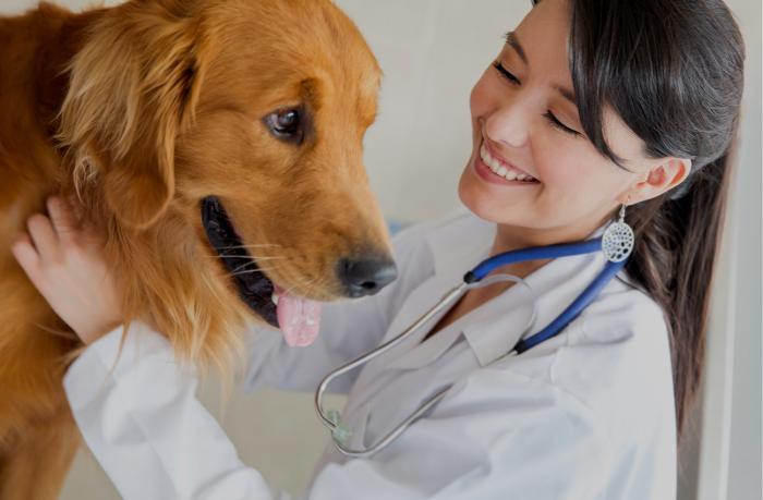 Прием собаки у ветеринара