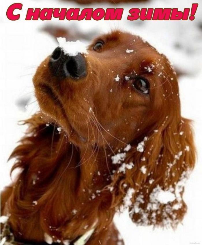 Зима! Можно с собакой в снегу поваляться!