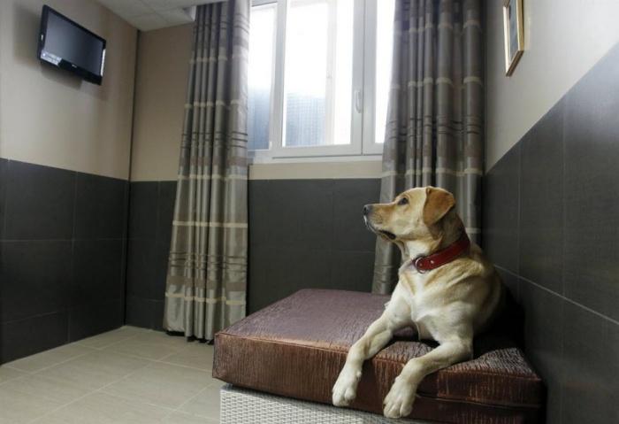 Гостиница для собак