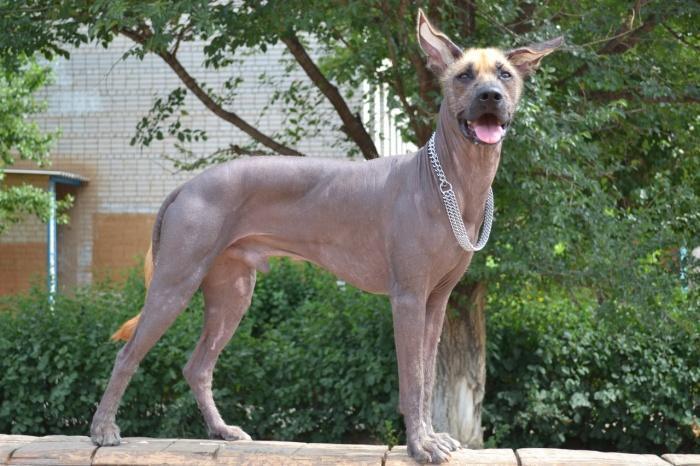 Ксолоитцкуинтли - Мексиканская голая собака