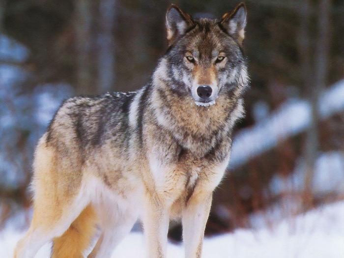 Изменение климата в Америке превратило леса в равнины, собак в волков