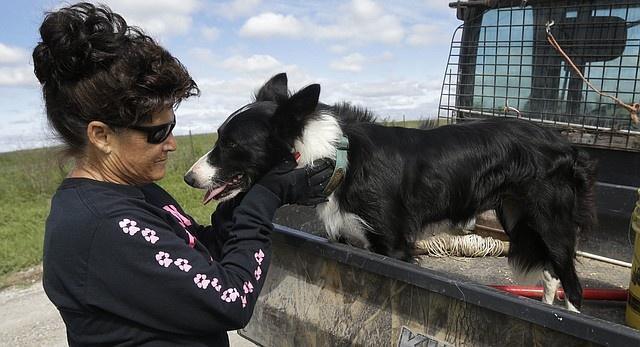 Специально обученные собаки помогают фермерам с ограниченными возможностями