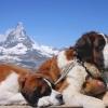 собаки-спасатели в горах