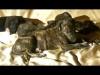 Домашнее видео о щенках Грейхаунда