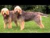 Охотничья порода собак Оттерхаунд является одним из потомков бладхаунда и предков эрдельтерьера