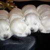 Новорожденные щеночки белого терьера
