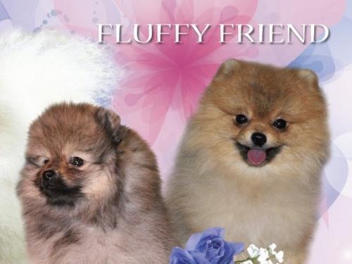 FLUFFY FRIEND