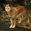 Новогвинейская поющая собака — выжидаем…