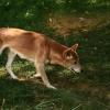 Новогвинейская поющая собака на лужайке