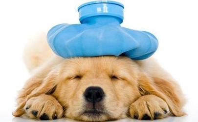 Как помочь собаке пережить жару?