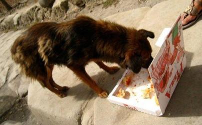 Собаки любят кушать  пиццу