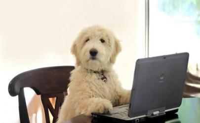 Собаки за компьютером