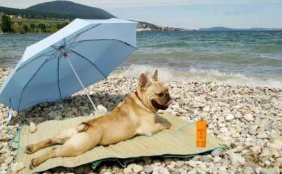 Собаки на пляже, на море, в бассейне