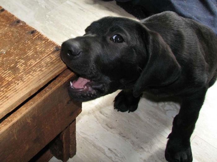 Как примирить вашу мебель с собакой