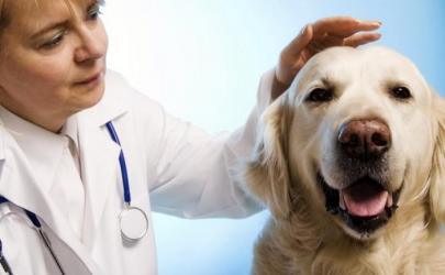 Симптомы пиометры у собак и особенности развития патологии