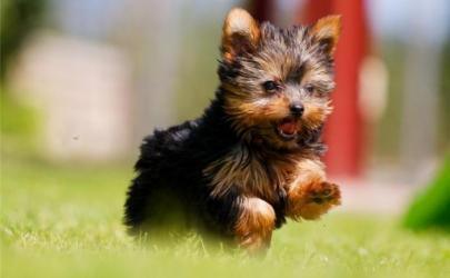 Почему маленькие собаки становятся все более популярными?