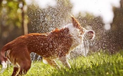 Почему мокрые собаки неприятно пахнут?