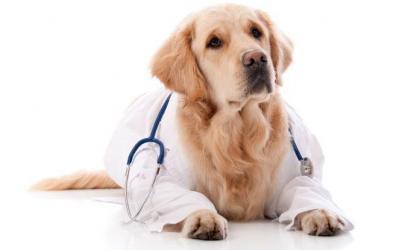 Собака-врач: в детской больнице начато применение пет-терапии