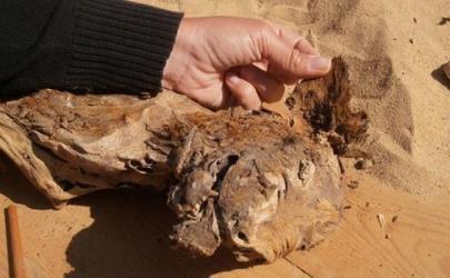 Египет: мумифицированные собаки и щенки