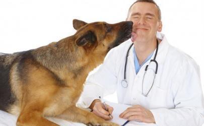 Новый метод лечения рака у собак доступен в Кентукки
