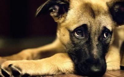 Собаки могут выглядеть пристыженными, но они не чувствуют вину