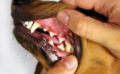 Зубные боли у собаки
