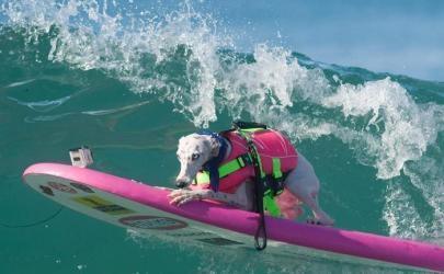 Соревнование по серфингу среди собак