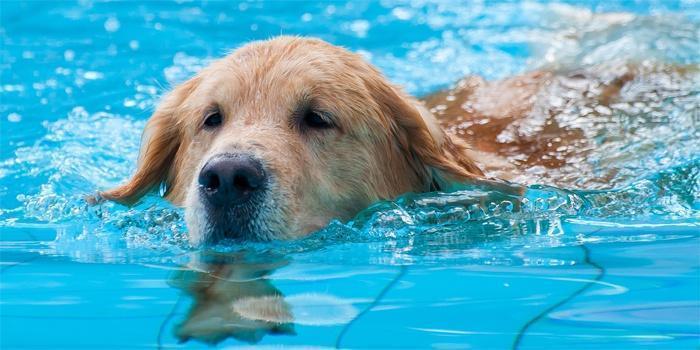 Плавание: в каком количестве оно нужно собакам и нужно ли вообще