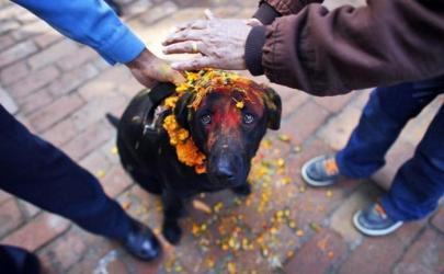 В Непале прошел день поклонения собакам