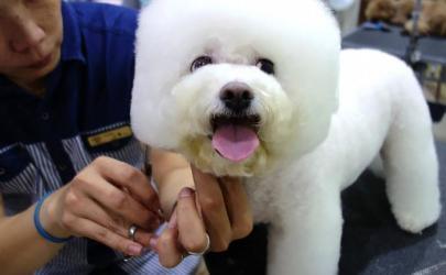 Владельцы собак в Тайване создали для своих питомцев особый стиль