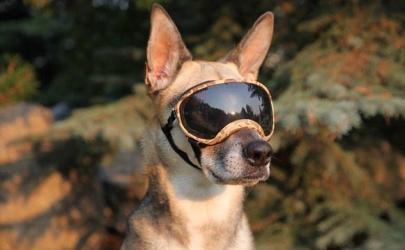 Появились солнцезащитные очки для собак за $80