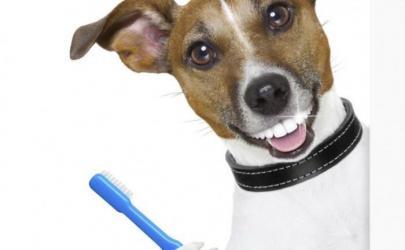 Здоровье и уход за зубами собак